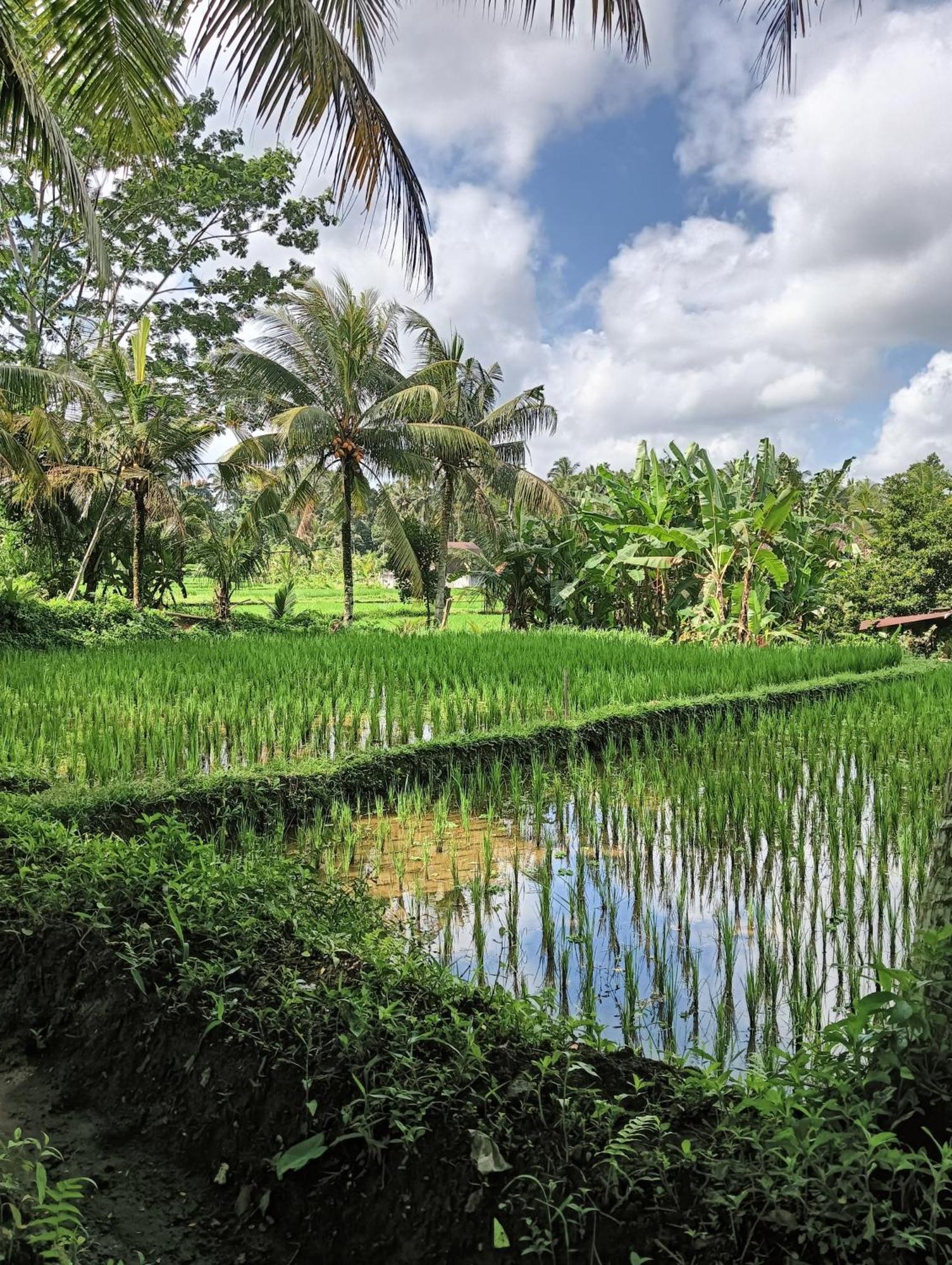 Rumah Guci Ubud Zewnętrze zdjęcie
